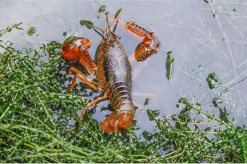 淡水小龙虾养殖的养殖周期