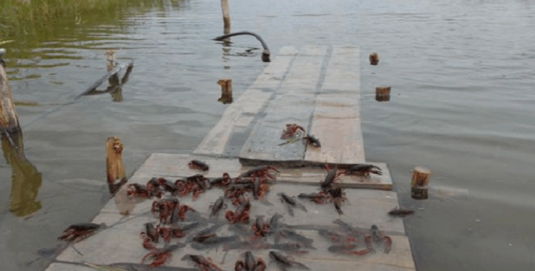 淡水小龙虾养殖的投资回报率高吗？